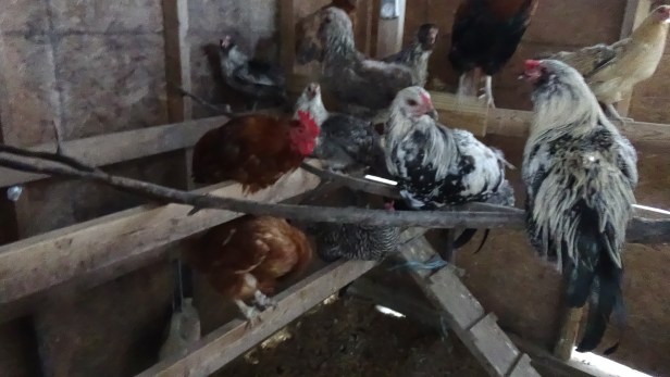 9-20-2016-egg-a-day-3