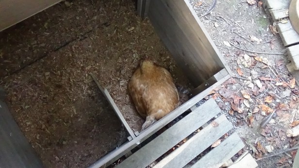 9-25-2016-egg-a-day-3