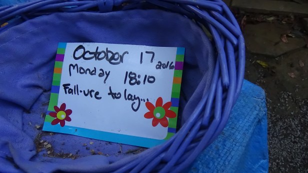 10-17-2016-egg-a-day