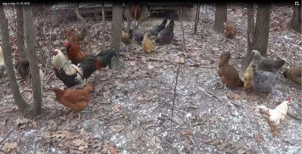 egg-a-day-12-10-2016-2