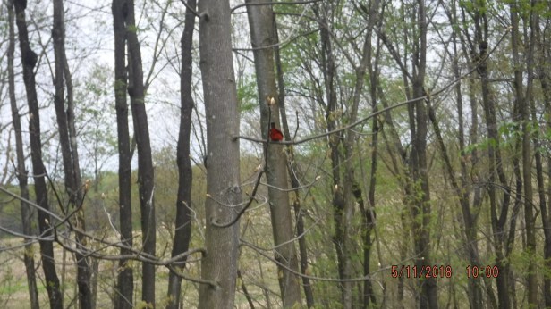 Scarlet Tanager (1)
