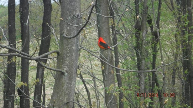 Scarlet Tanager (2)