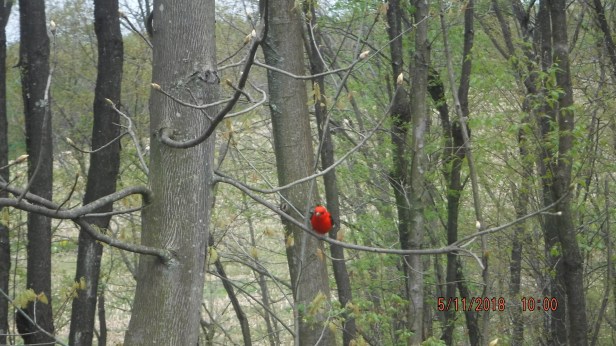 Scarlet Tanager (4)