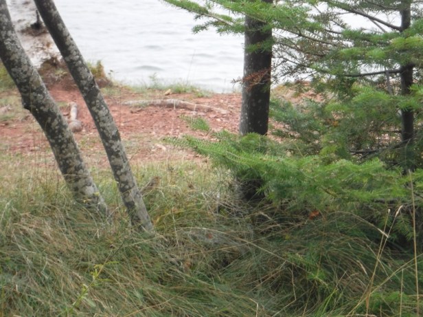 DSCF7357 pos LeConts Sparrow