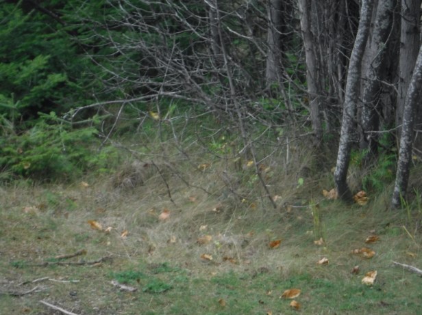 DSCF7359 pos common yellowthroat